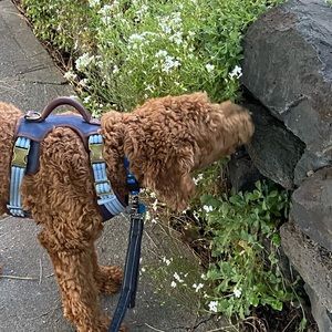 Meet your Posher, Ally